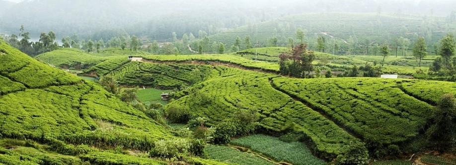 Nuwara Eliya Profile Picture